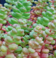 Sedum divergens 